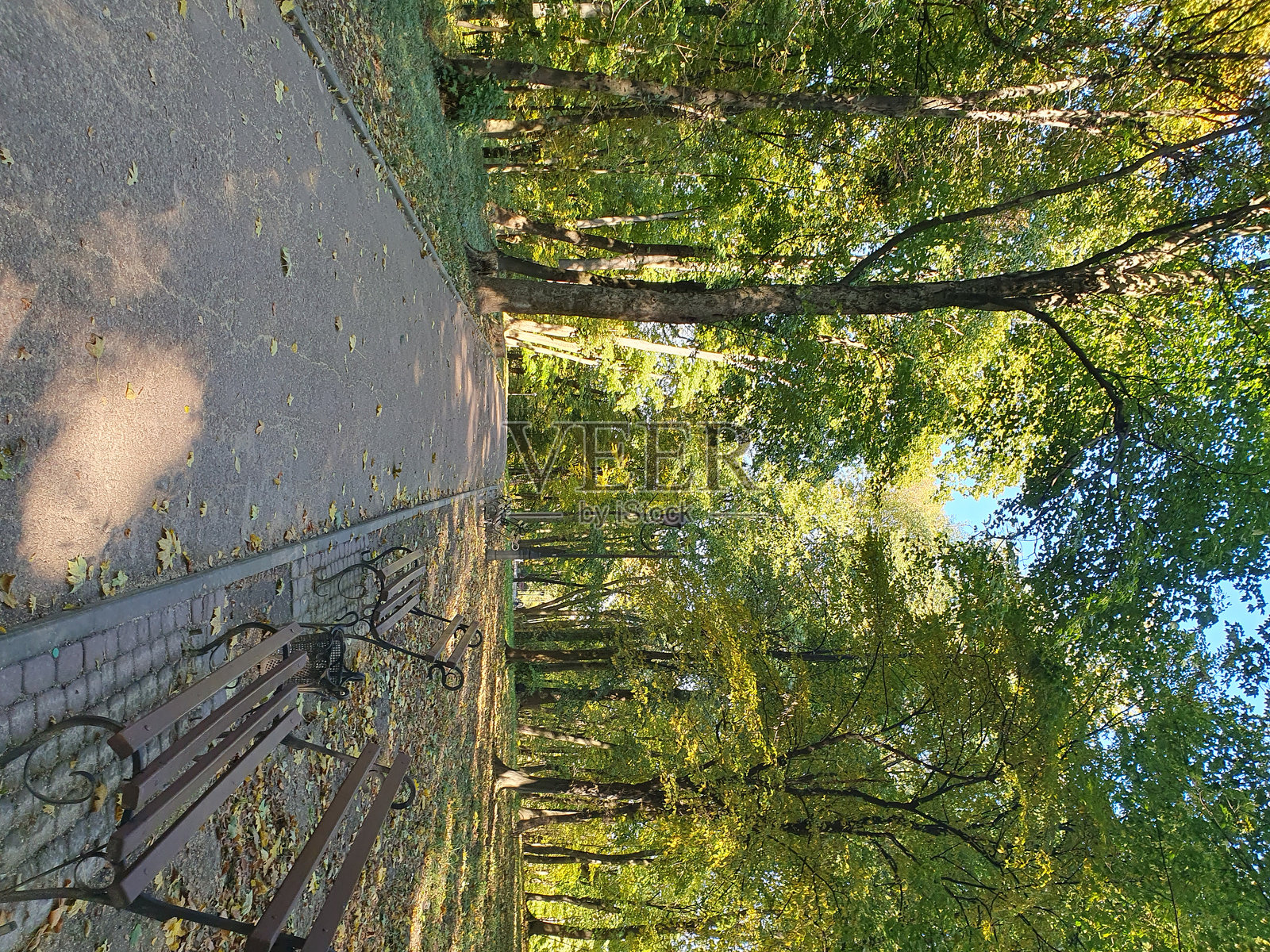 秋天公园中的小径，沿途有供休息的长椅和五彩斑斓的树木照片摄影图片