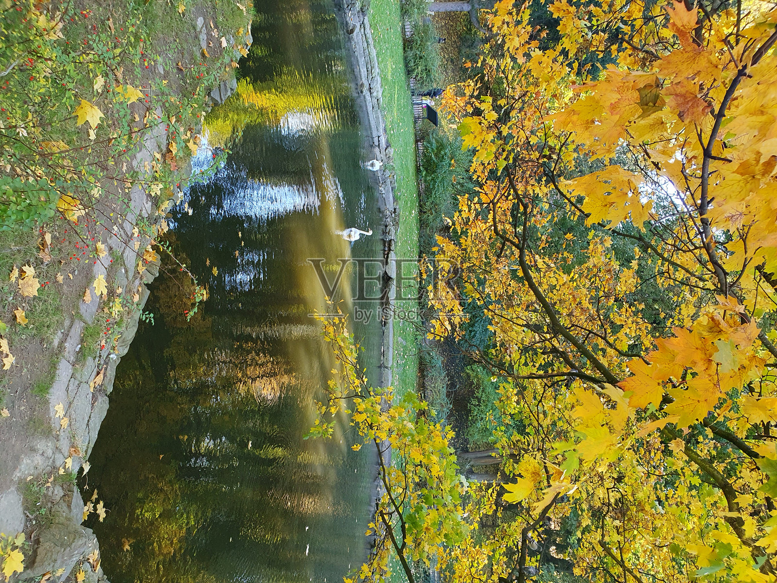 城市公园的秋季风景，湖面美丽，天鹅在湖中游泳，金色的秋天照片摄影图片