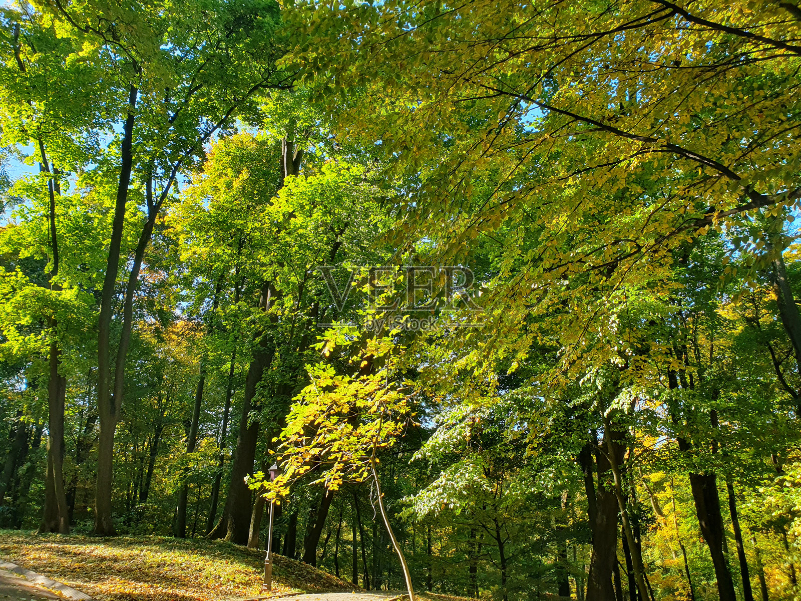 美丽的秋季森林，树上的五彩斑斓的叶子，金色的秋天，大自然照片摄影图片