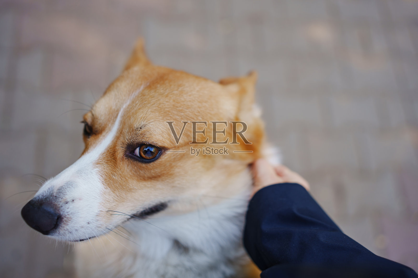 手在散步时抚摸一只有趣的柯基犬。照片摄影图片