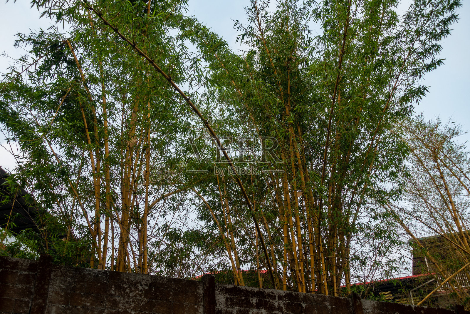 印度乌塔拉坎德的成熟竹丛，黄竹杆照片摄影图片