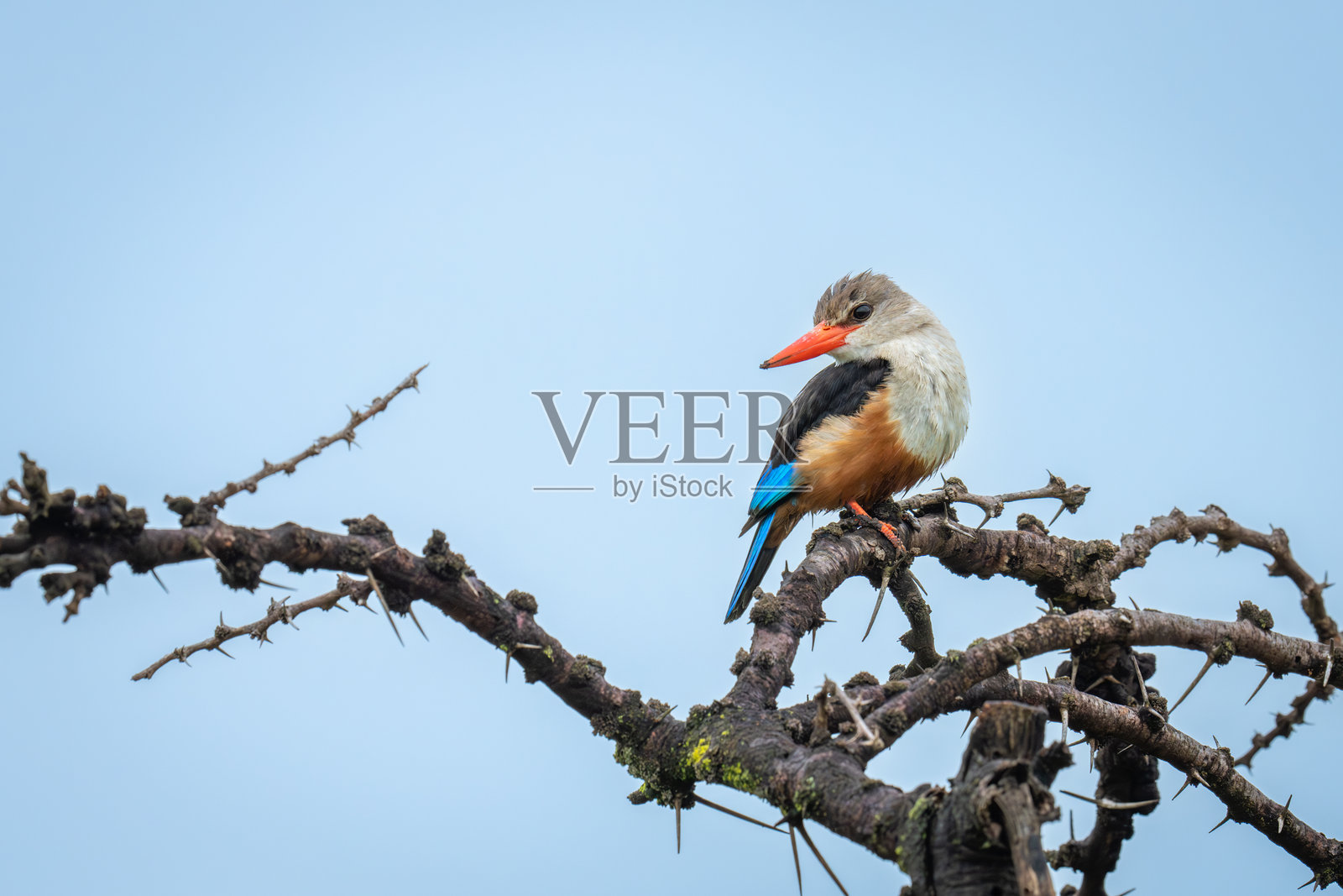 灰头翠鸟在鸣叫的刺槐上歪着头照片摄影图片