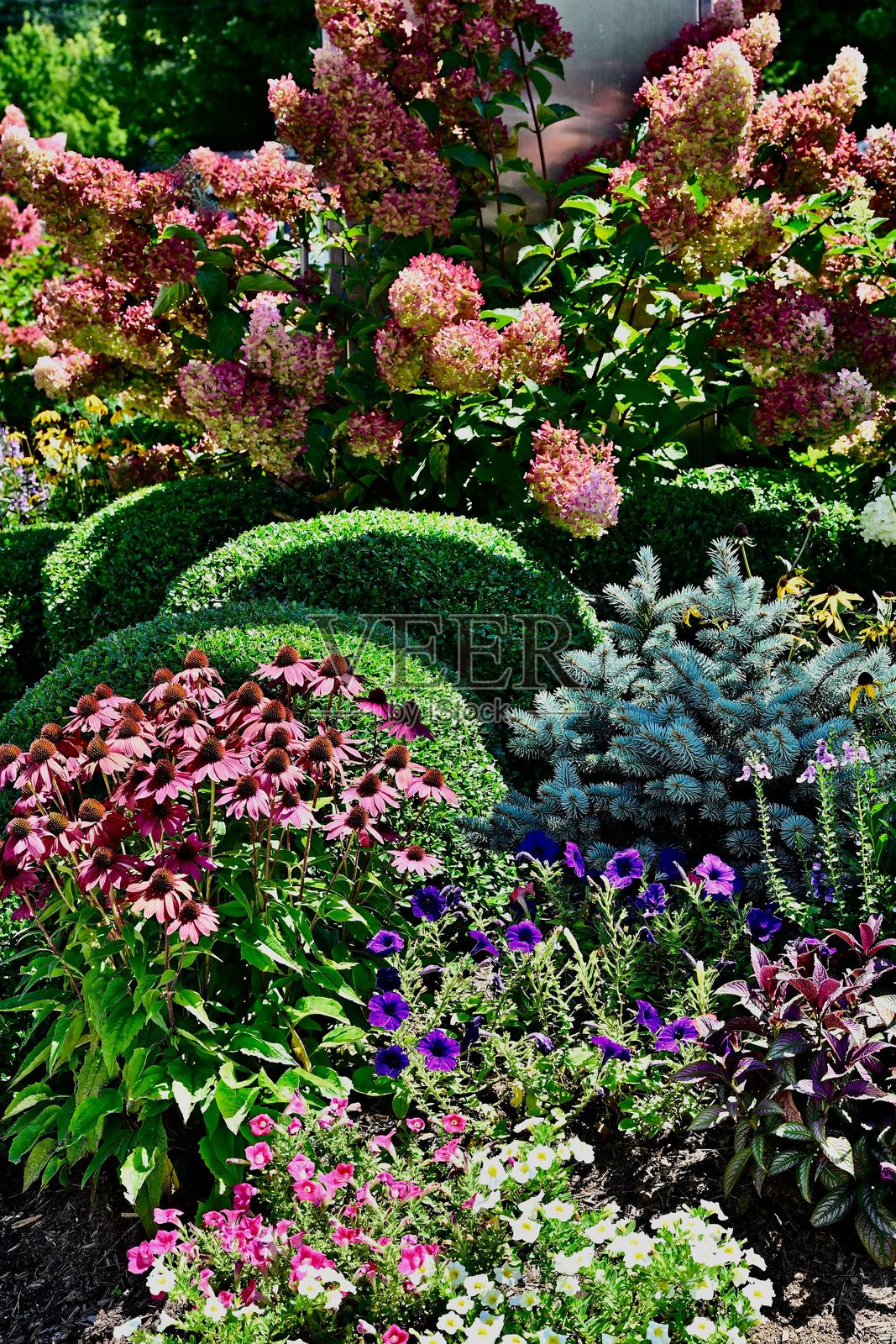 生机勃勃的花园，盛开的花朵。照片摄影图片