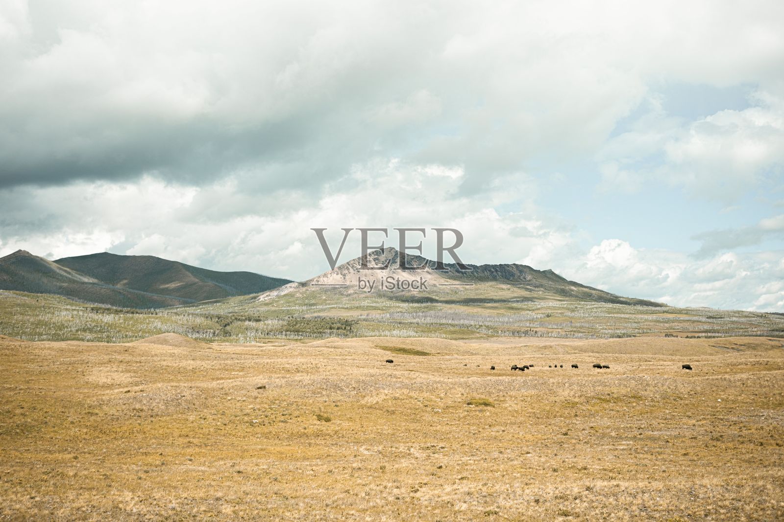 云雾缭绕的天空下，山脉中有正在吃草的野牛。照片摄影图片