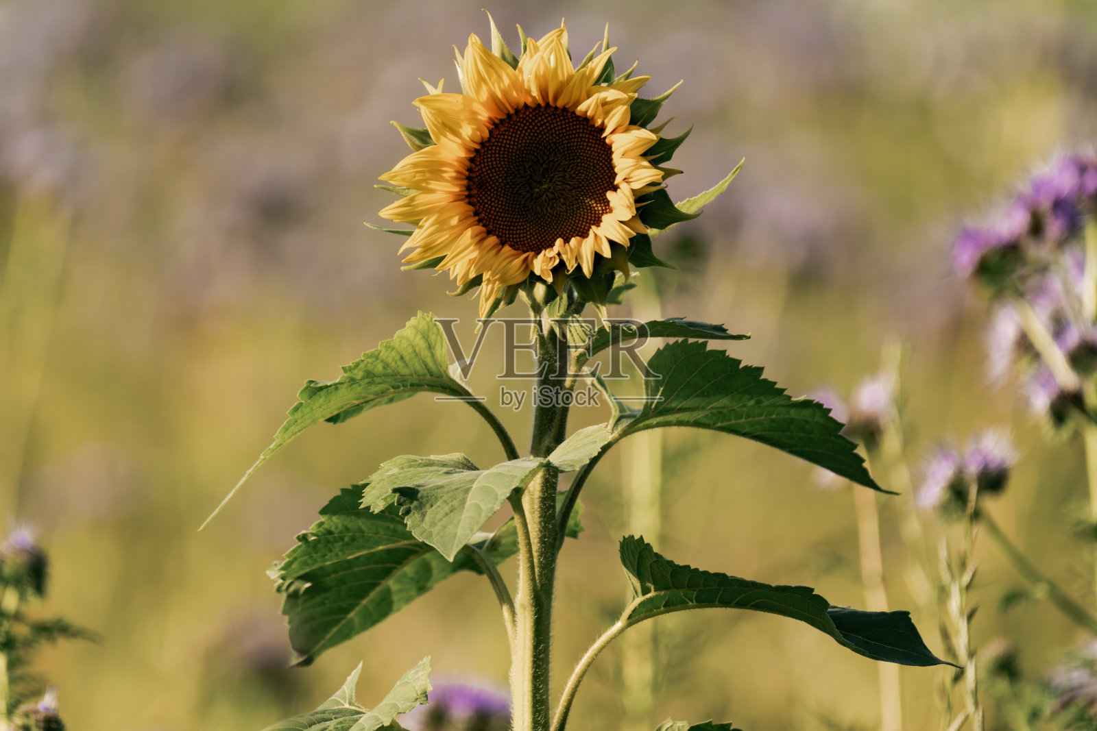 夏季田野上的向日葵照片摄影图片
