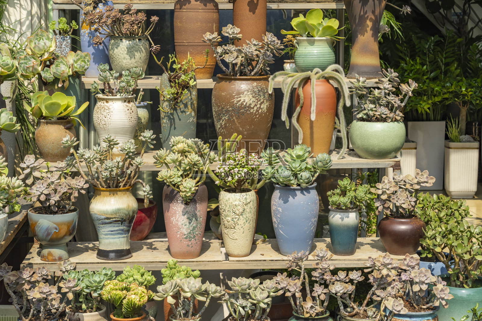 迷你多肉植物，美丽的仙人掌，盆栽组合，适合家庭摆放。照片摄影图片