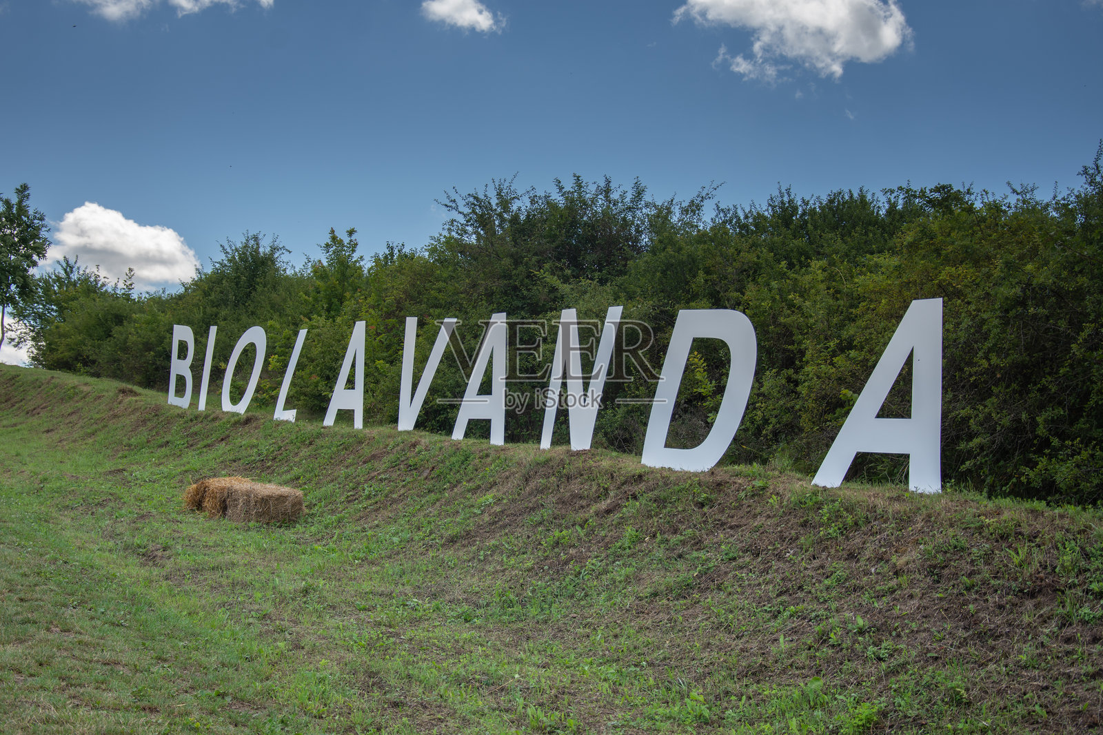 罗马尼亚比斯特里察德卢雷尼的薰衣草花，2024年7月照片摄影图片