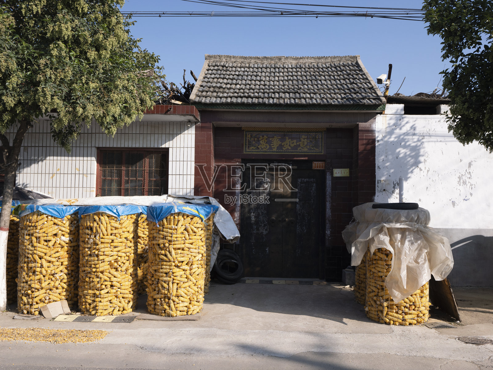 在农村地区收获的笼中玉米棒照片摄影图片