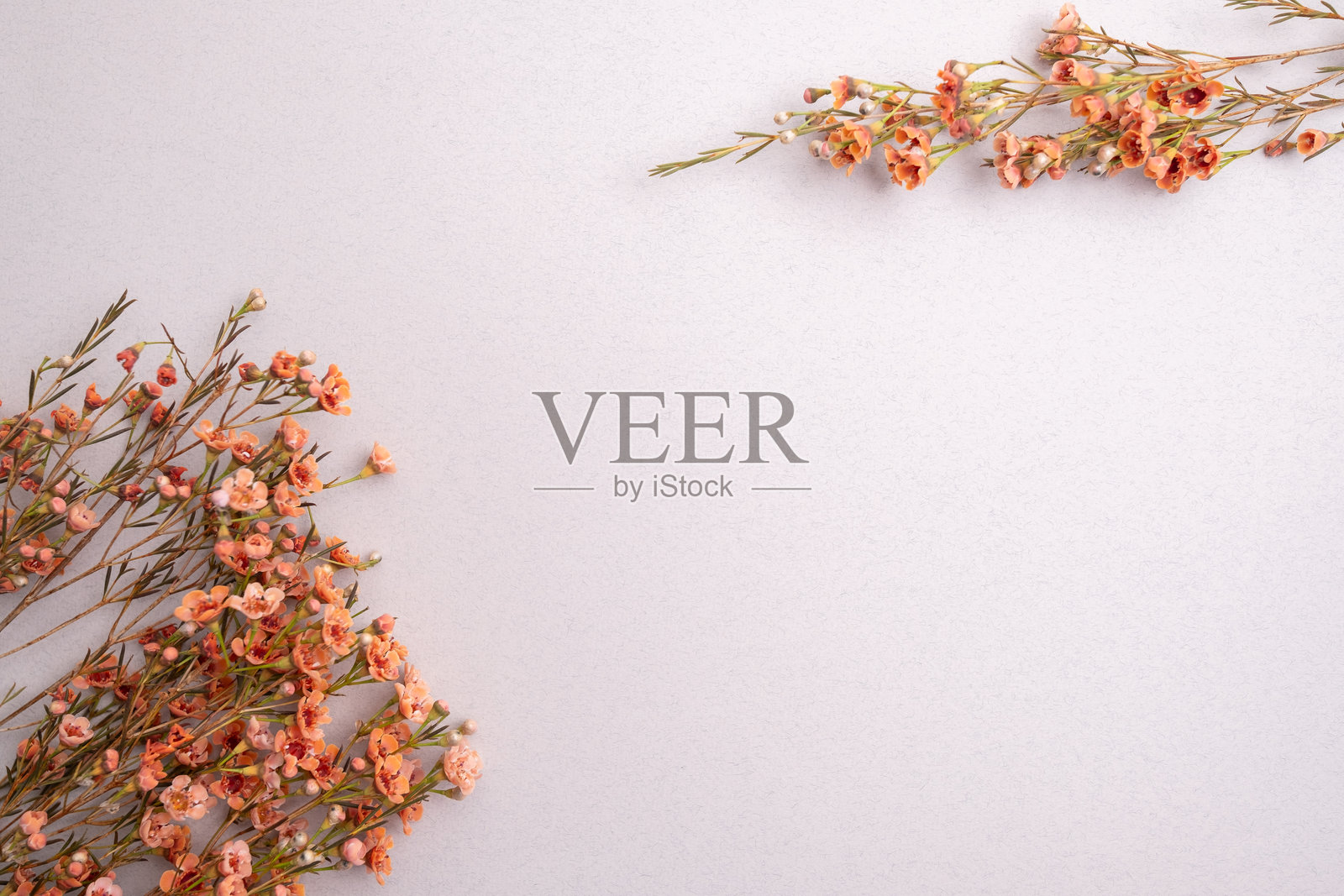 花卉排列。粉色和橙色盛开的花朵在浅色背景上。俯视图。适合国际妇女节、母亲节、婚礼或周年纪念卡。照片摄影图片