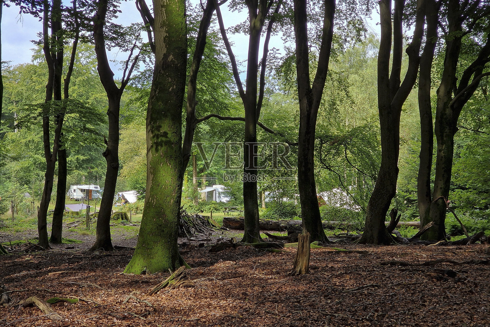 透过山毛榉森林看到的露营地，树木在舞动照片摄影图片