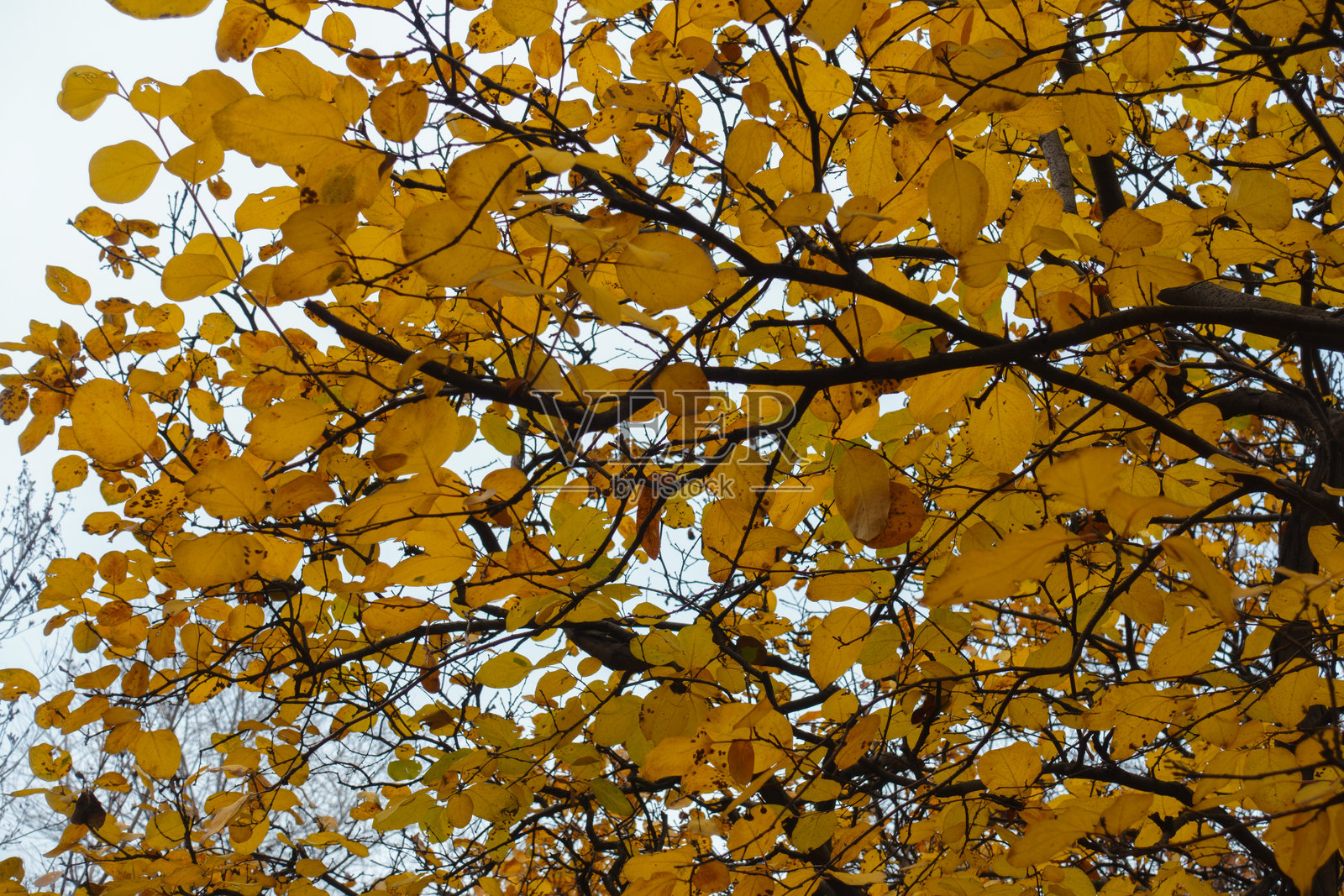 十一月的榅桲树琥珀黄色秋叶照片摄影图片