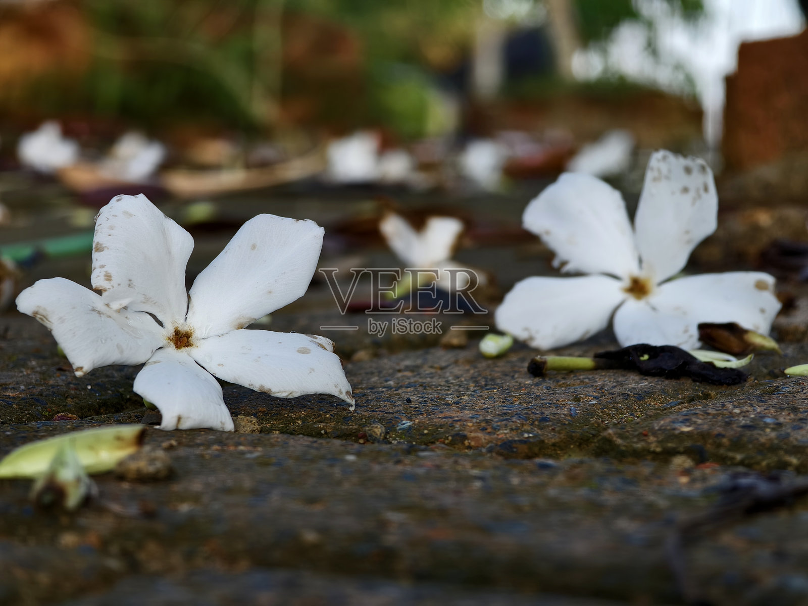 Cerbera odollam 花瓣落在水泥上照片摄影图片
