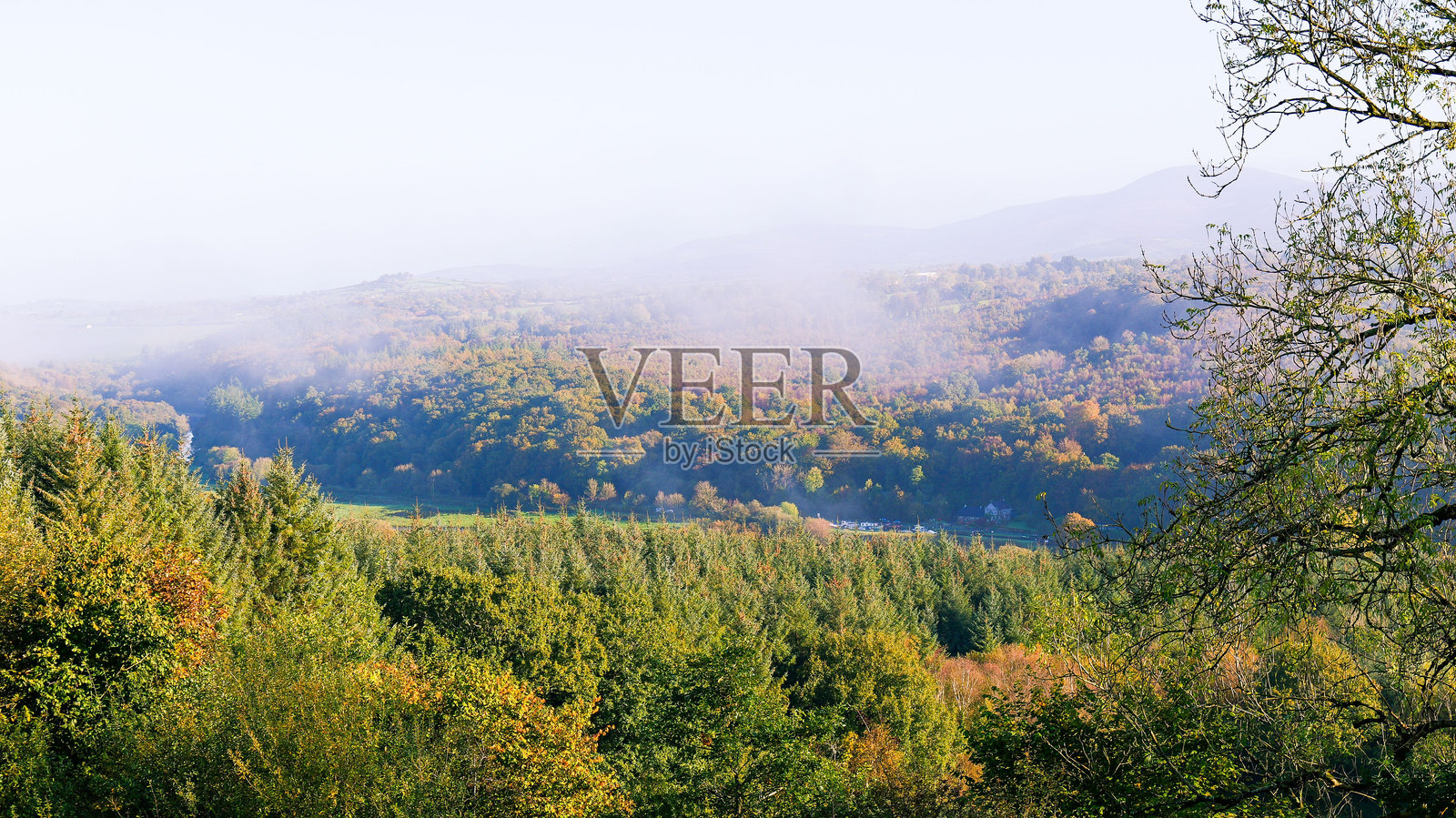 晨雾弥漫的秋季森林，五彩斑斓的树叶。照片摄影图片