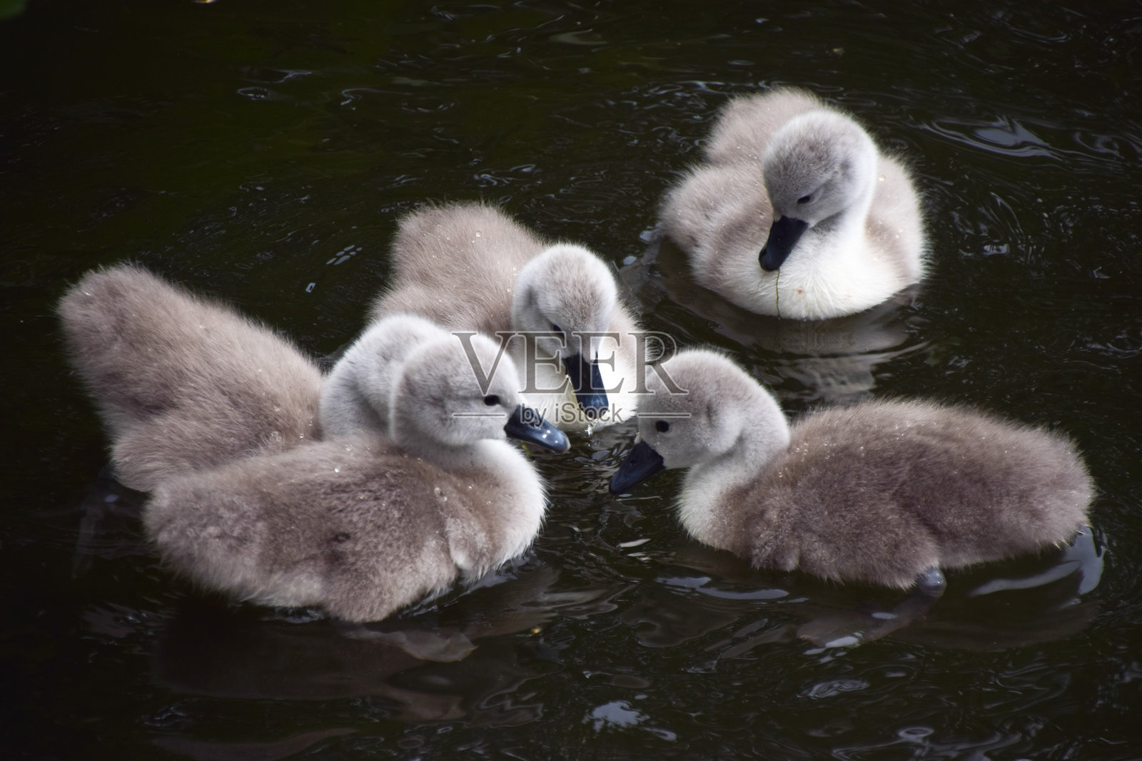 公园湖中的新生天鹅宝宝照片摄影图片
