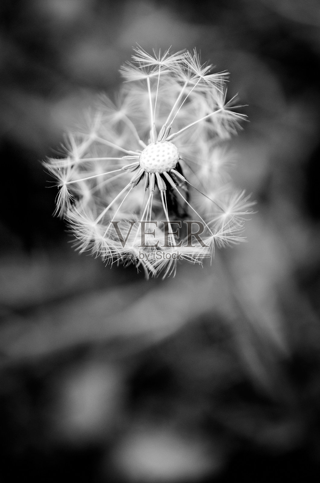 黑白色的蒲公英特写照片摄影图片