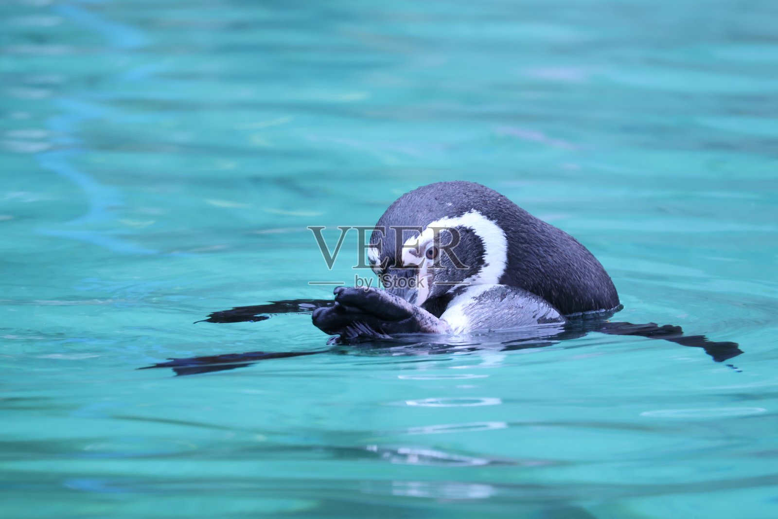 企鹅游泳照片摄影图片