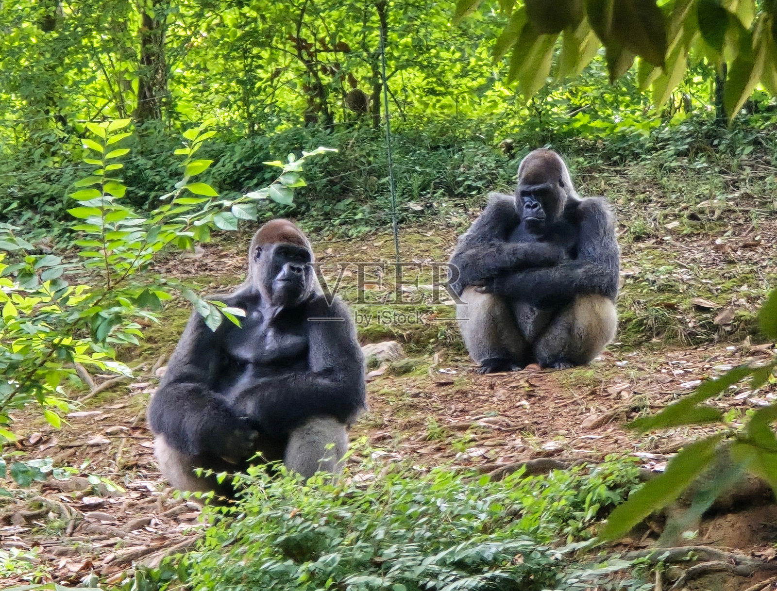 大猩猩照片摄影图片