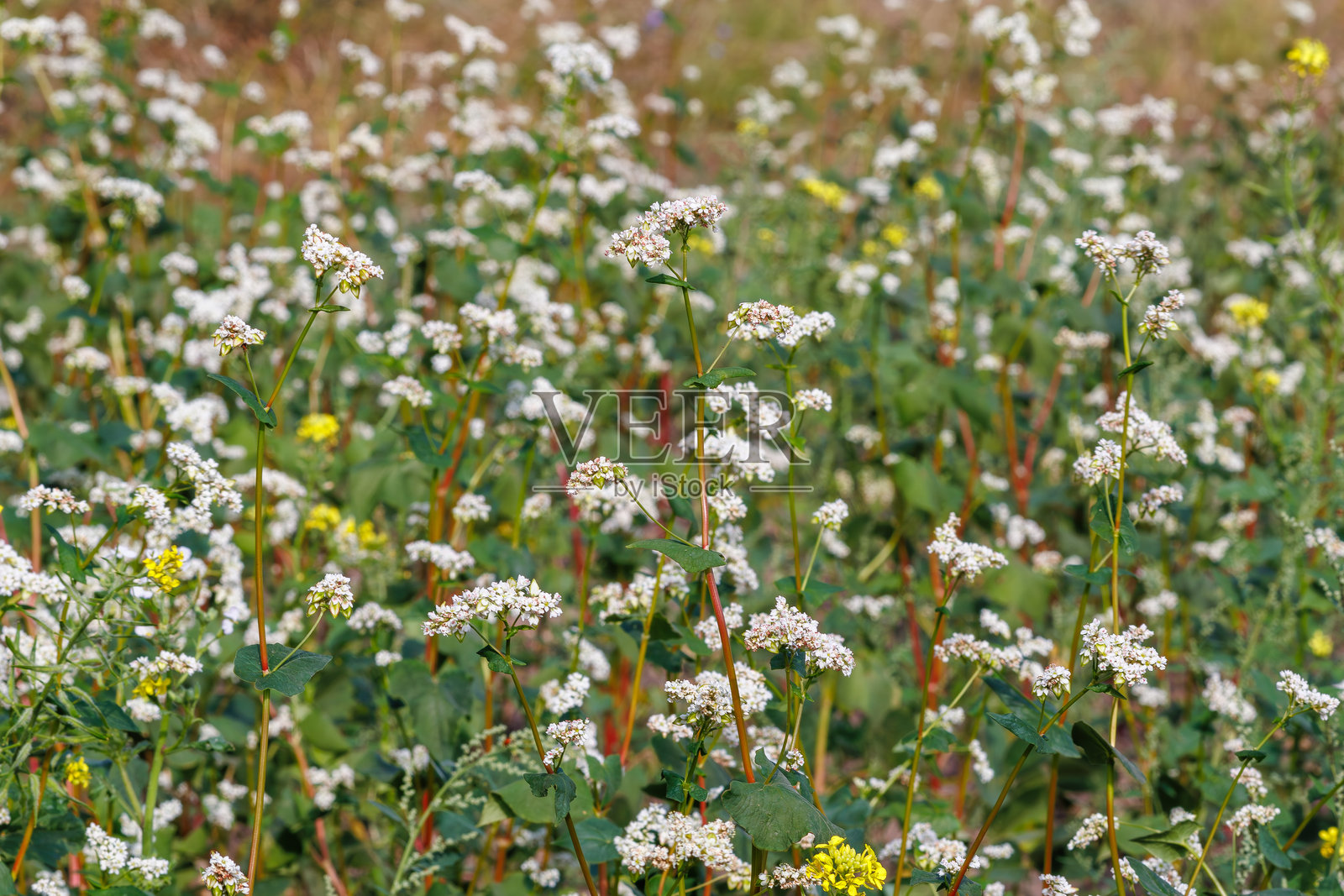 盛开的细腻白荞麦花特写，四周环绕着郁郁葱葱的绿叶。照片摄影图片