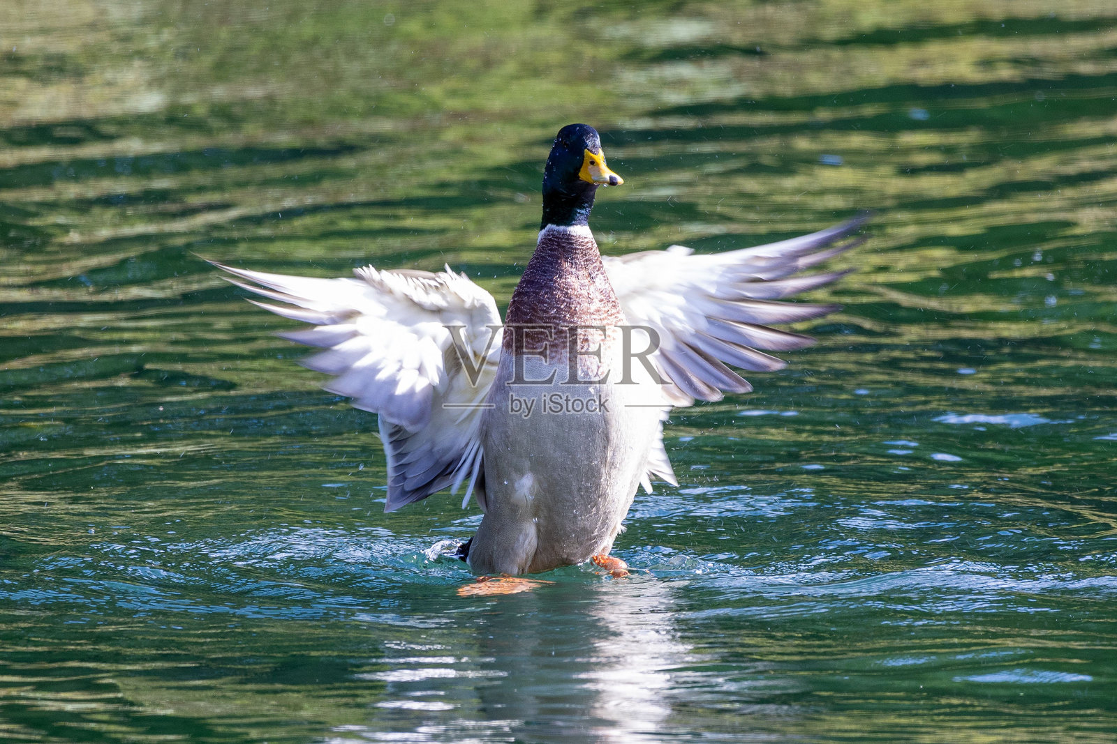 在平静的湖面上拍打翅膀的野鸭照片摄影图片