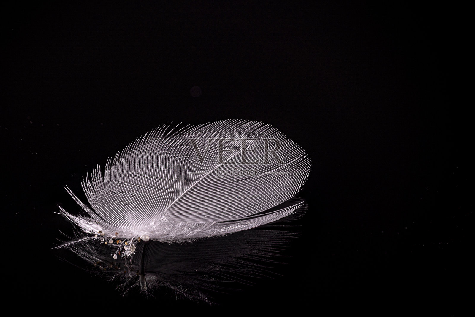 精致的白色羽毛静静地 resting 在黑色背景下的反射面上照片摄影图片