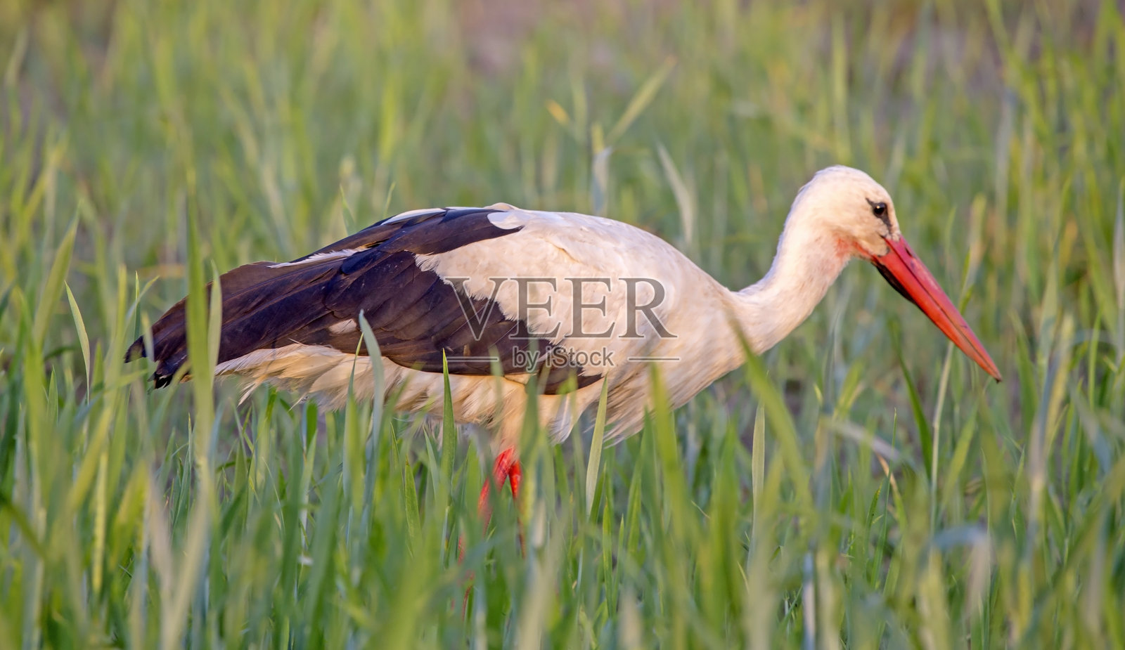 美丽的鹳在夏季的田野上行走。照片摄影图片