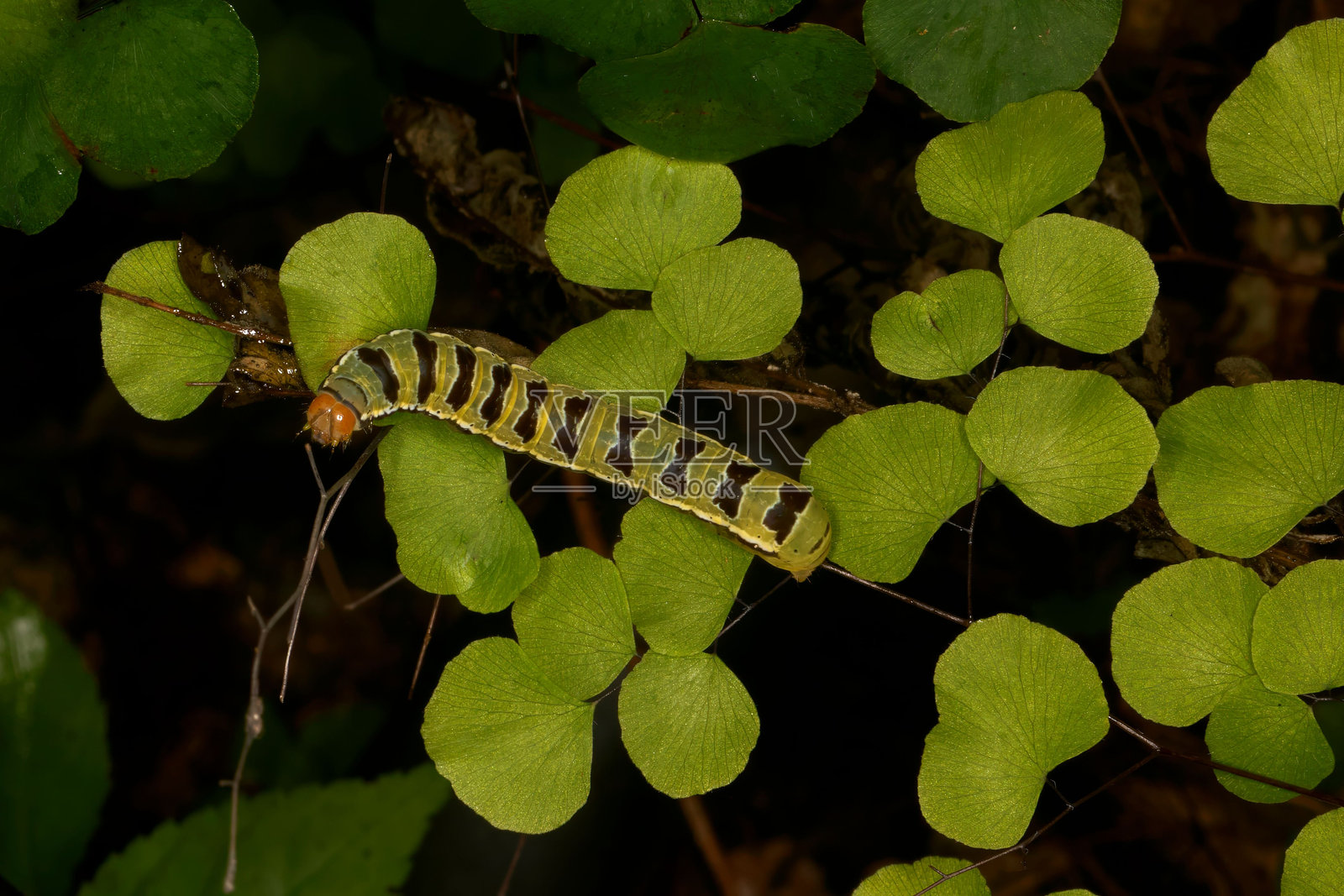 毛毛虫在银杏叶上照片摄影图片