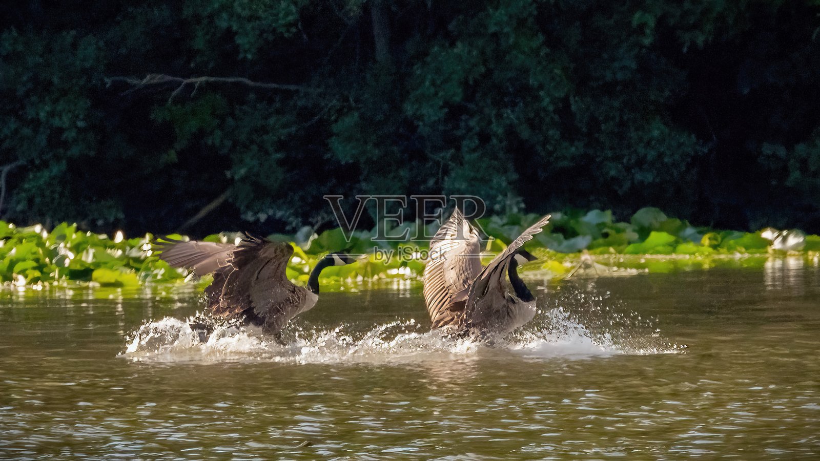 在水中清洗照片摄影图片