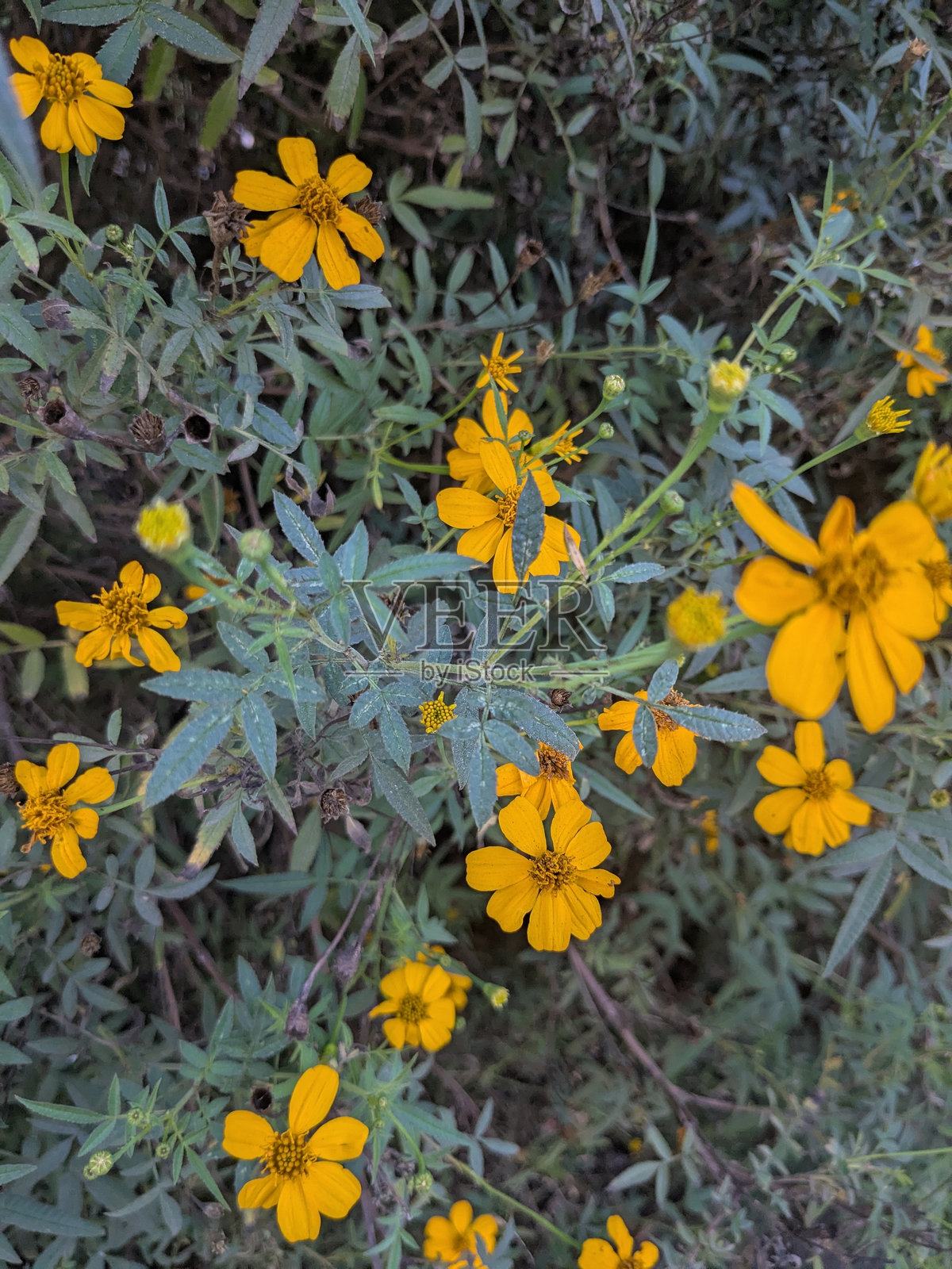 墨西哥万寿菊（山万寿菊）照片摄影图片