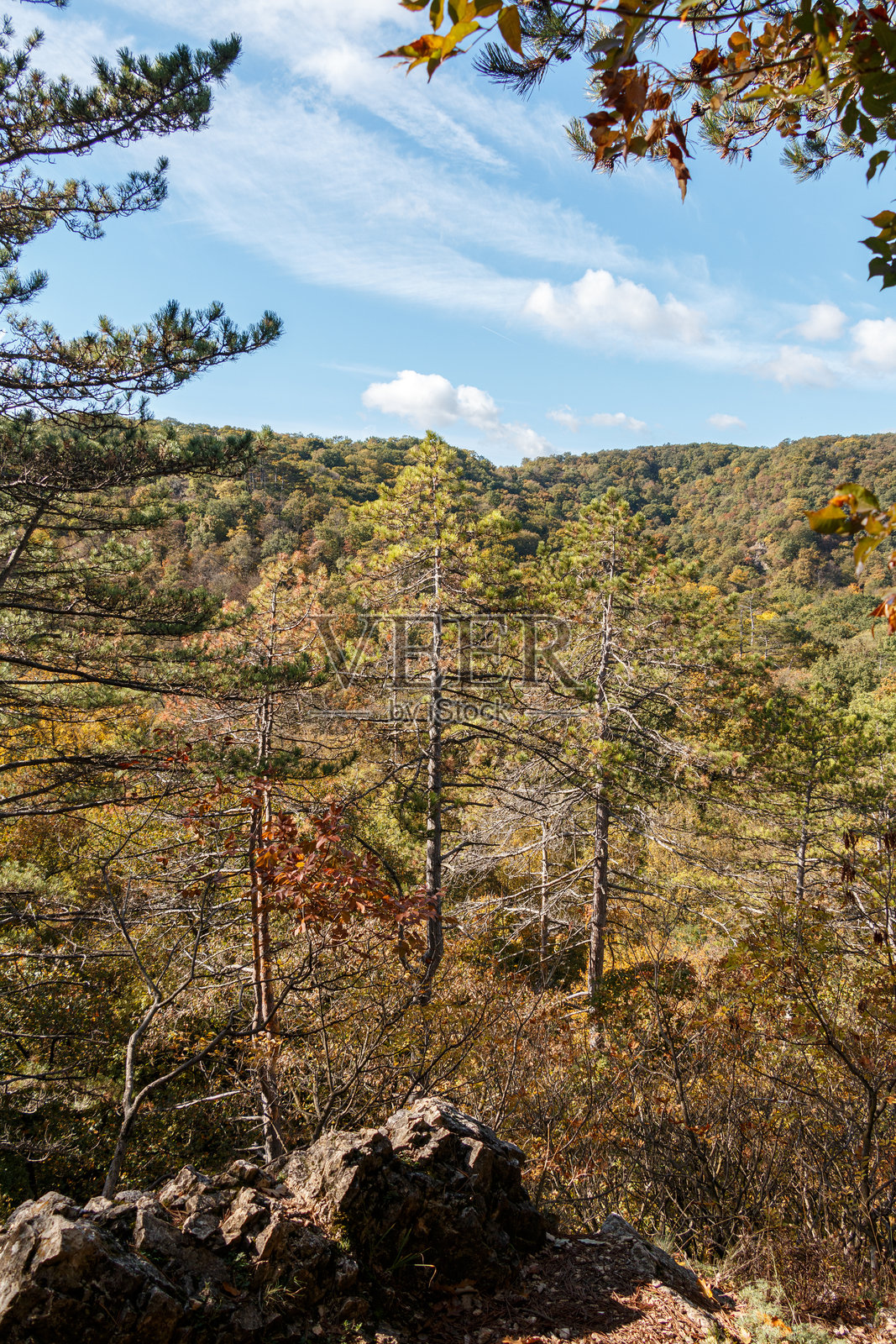 秋季森林风景与远处的山丘照片摄影图片