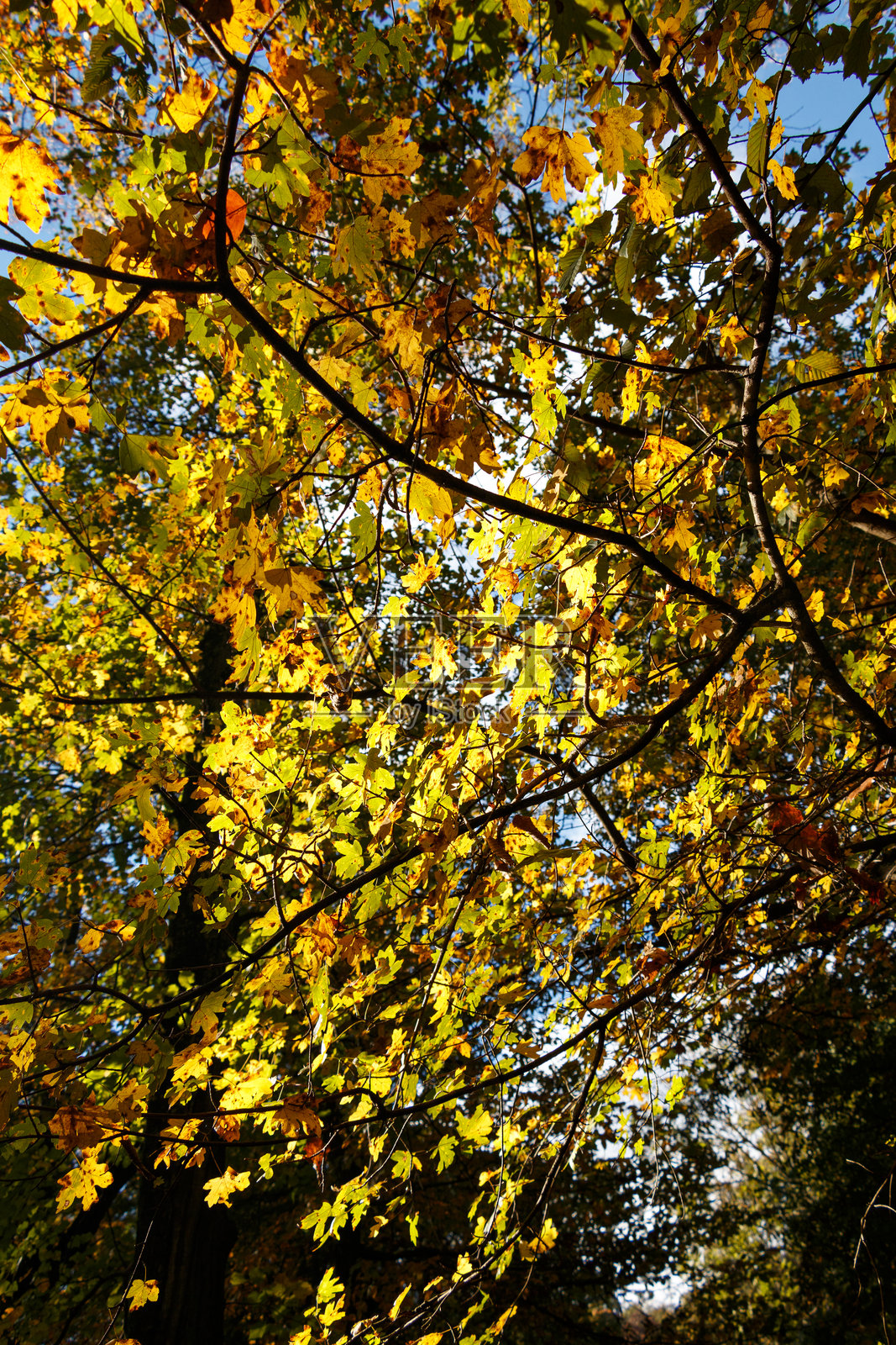 阳光下树枝上的秋叶照片摄影图片