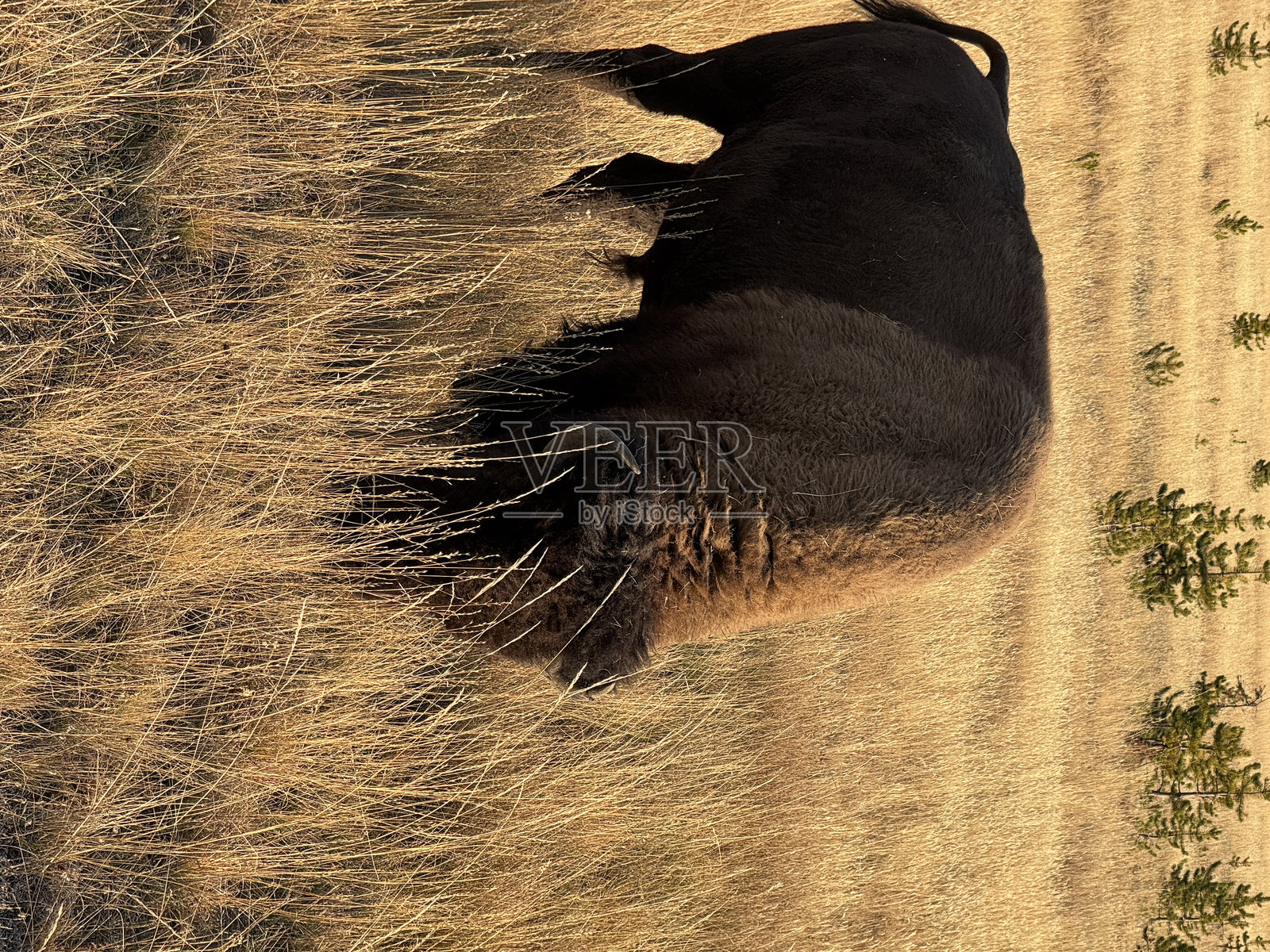 野牛照片摄影图片