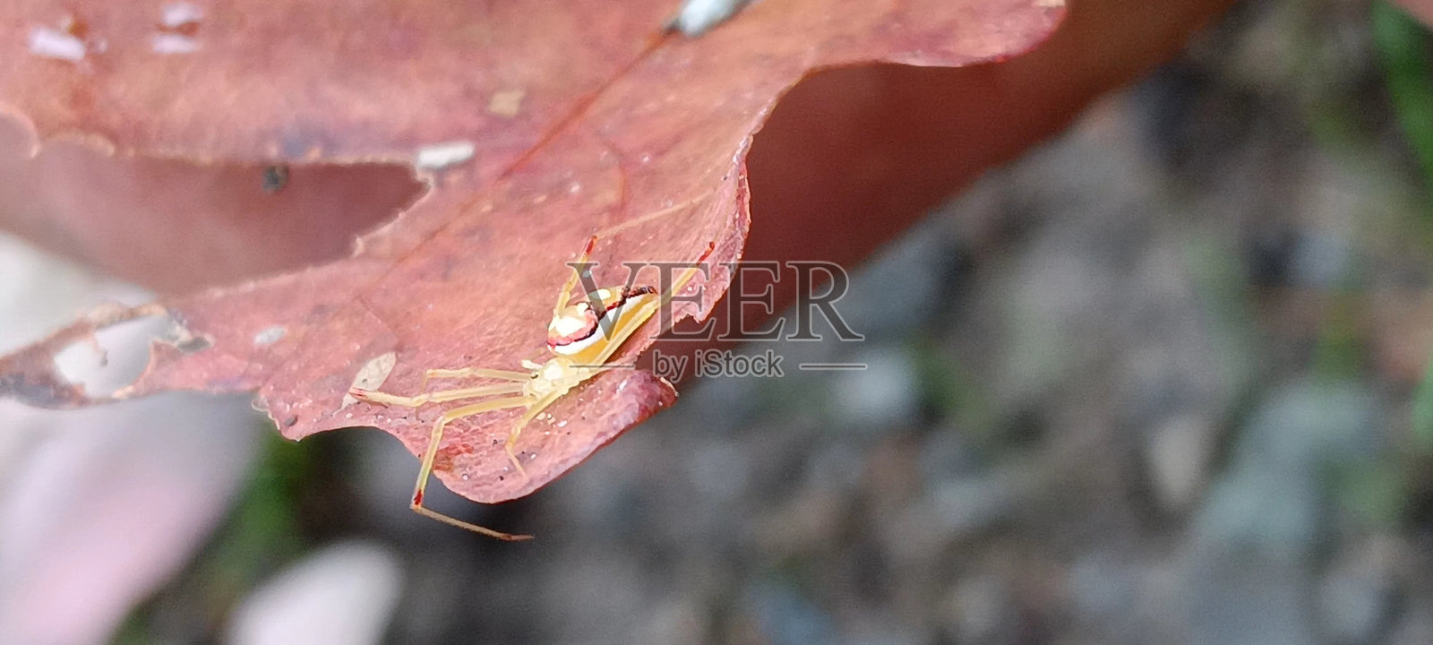 蜘蛛照片摄影图片