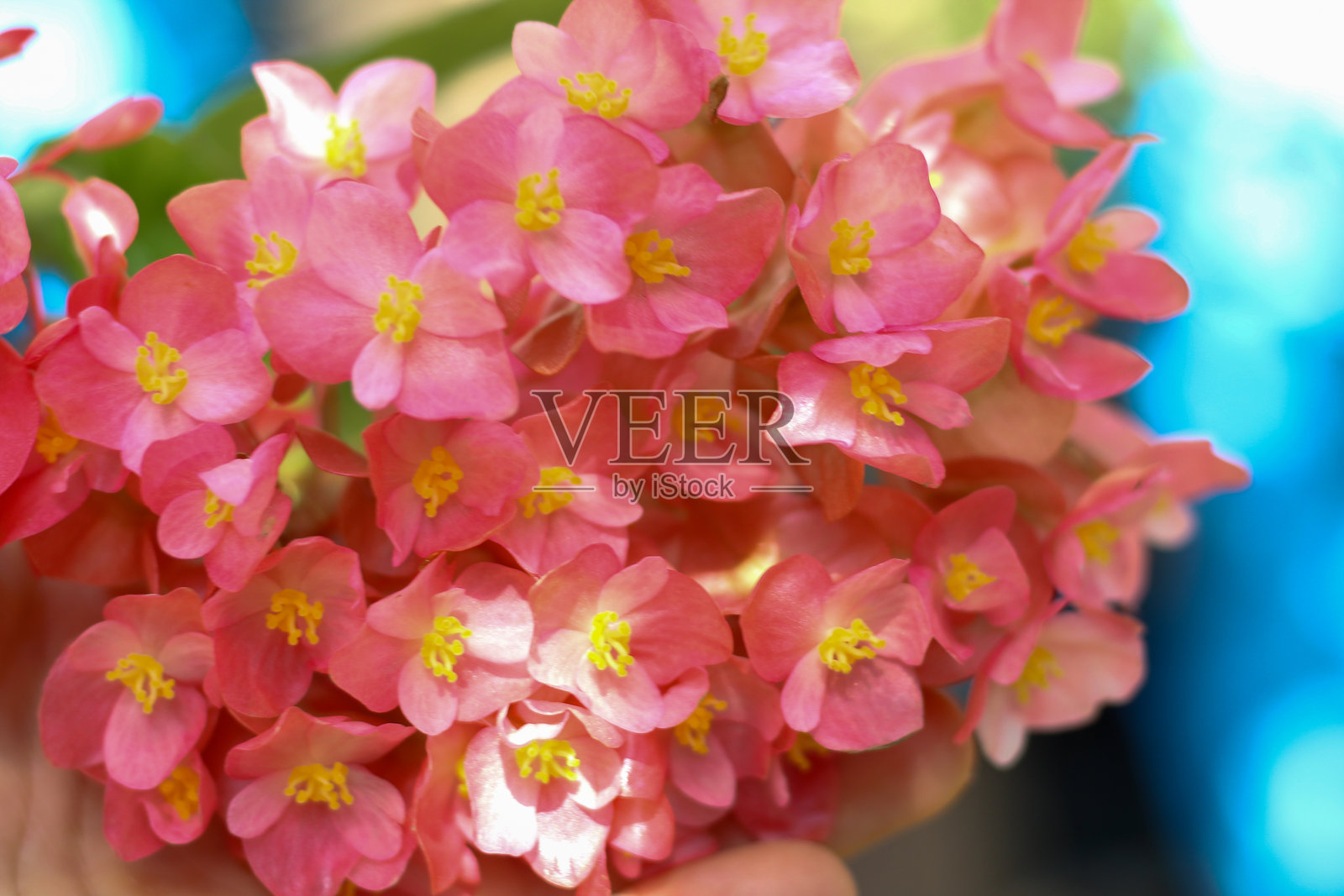 满屏盛开的秋海棠。照片摄影图片