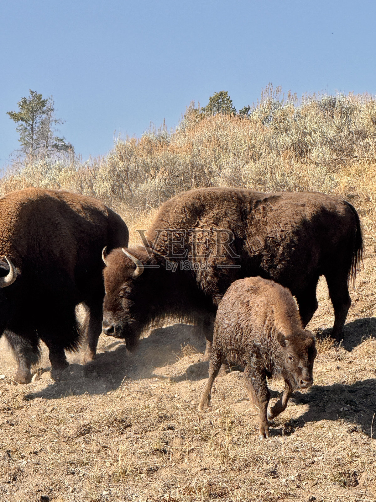 野牛照片摄影图片