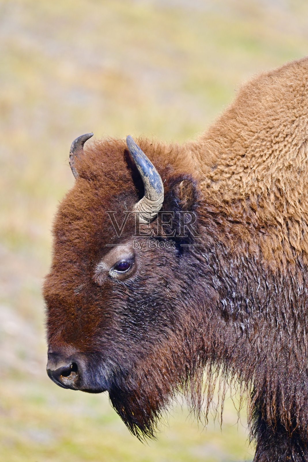 野牛照片摄影图片