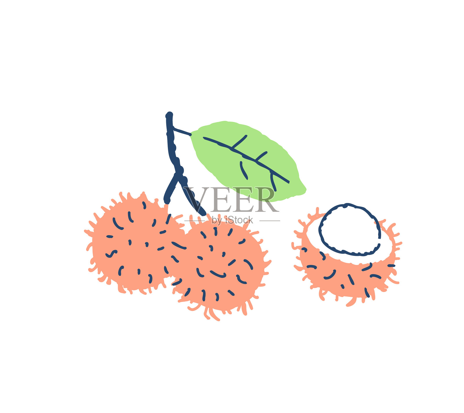 热带水果红毛丹插画图片素材