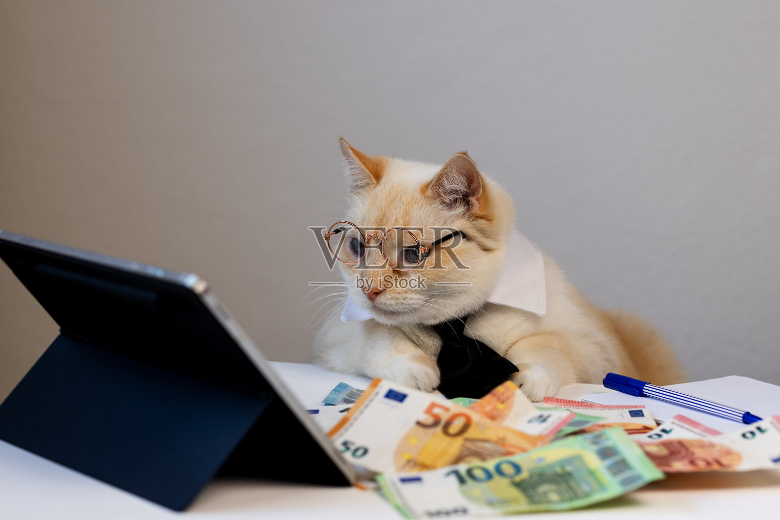 戴着眼镜和黑色领带的商务猫坐在桌子旁，专注地看着平板电脑。桌子上放着欧元钞票。照片摄影图片
