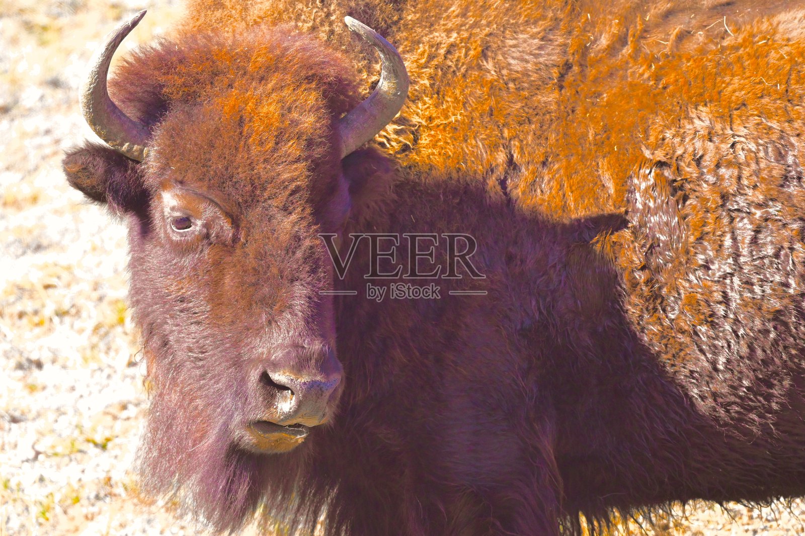 野牛照片摄影图片