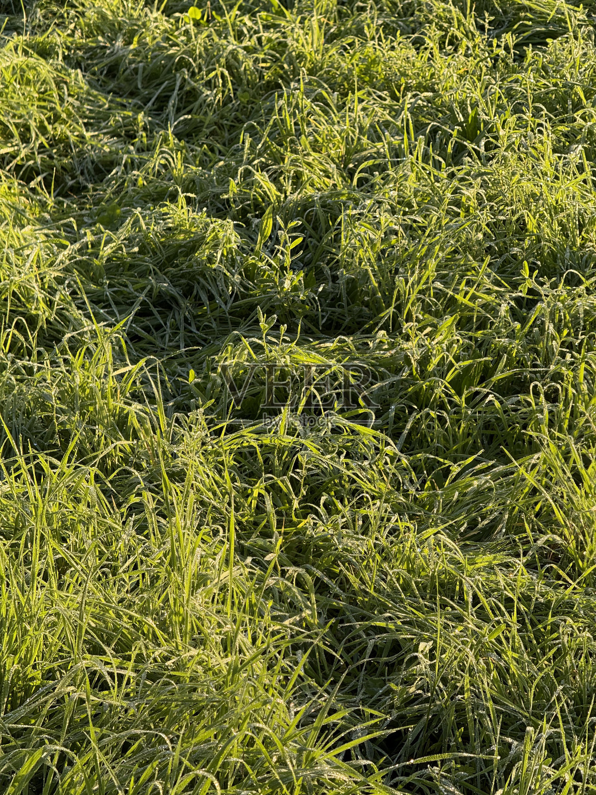 露珠沾湿的草地照片摄影图片
