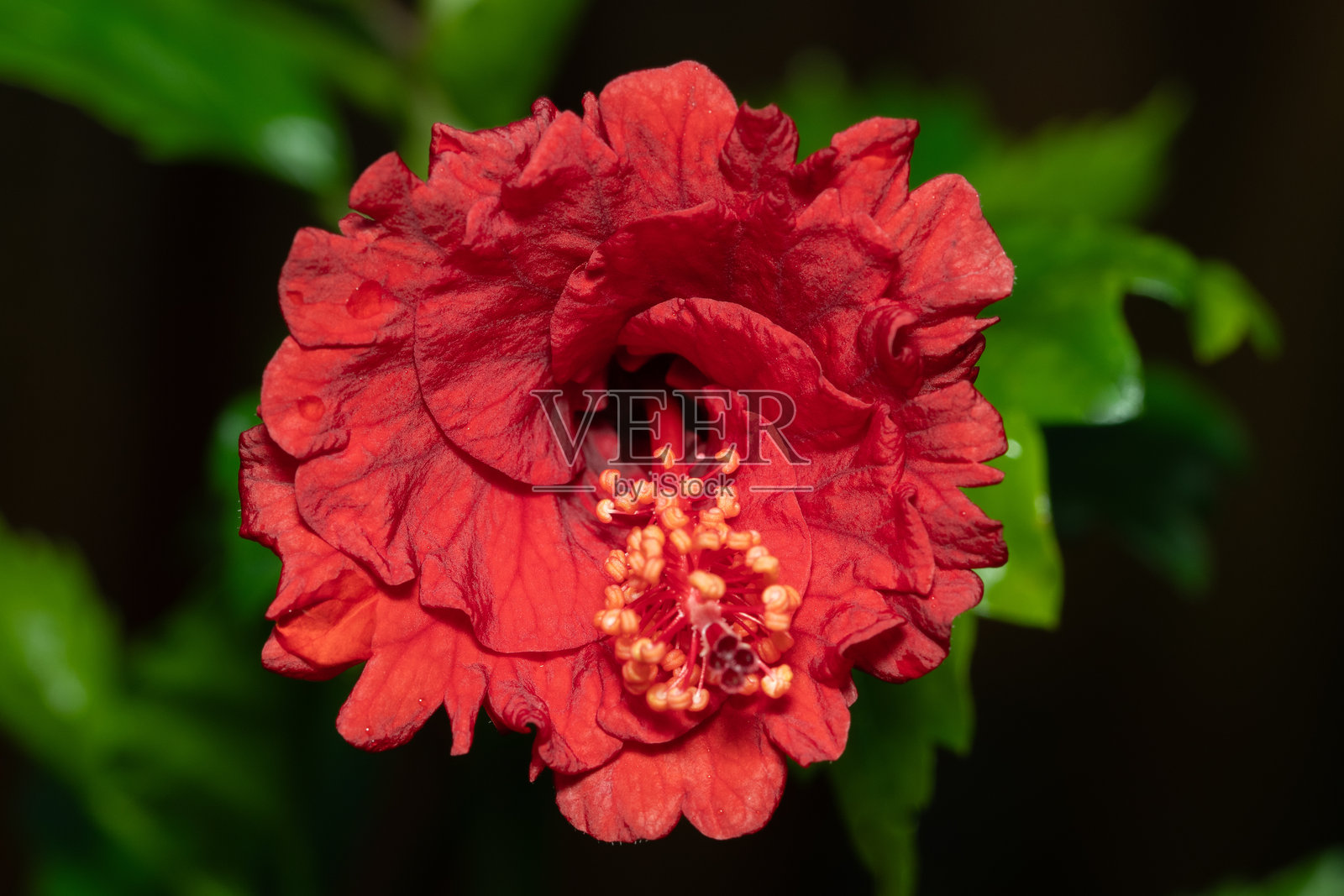 木槿花展现其美丽。照片摄影图片