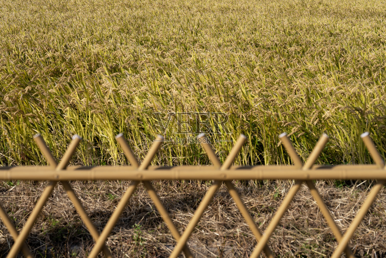 稻田之间的竹篱笆照片摄影图片