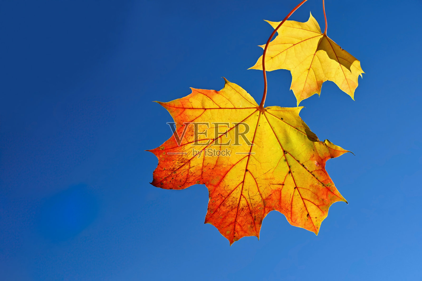 美丽多彩的秋天树叶。季节性的自然背景。秋季时光。照片摄影图片