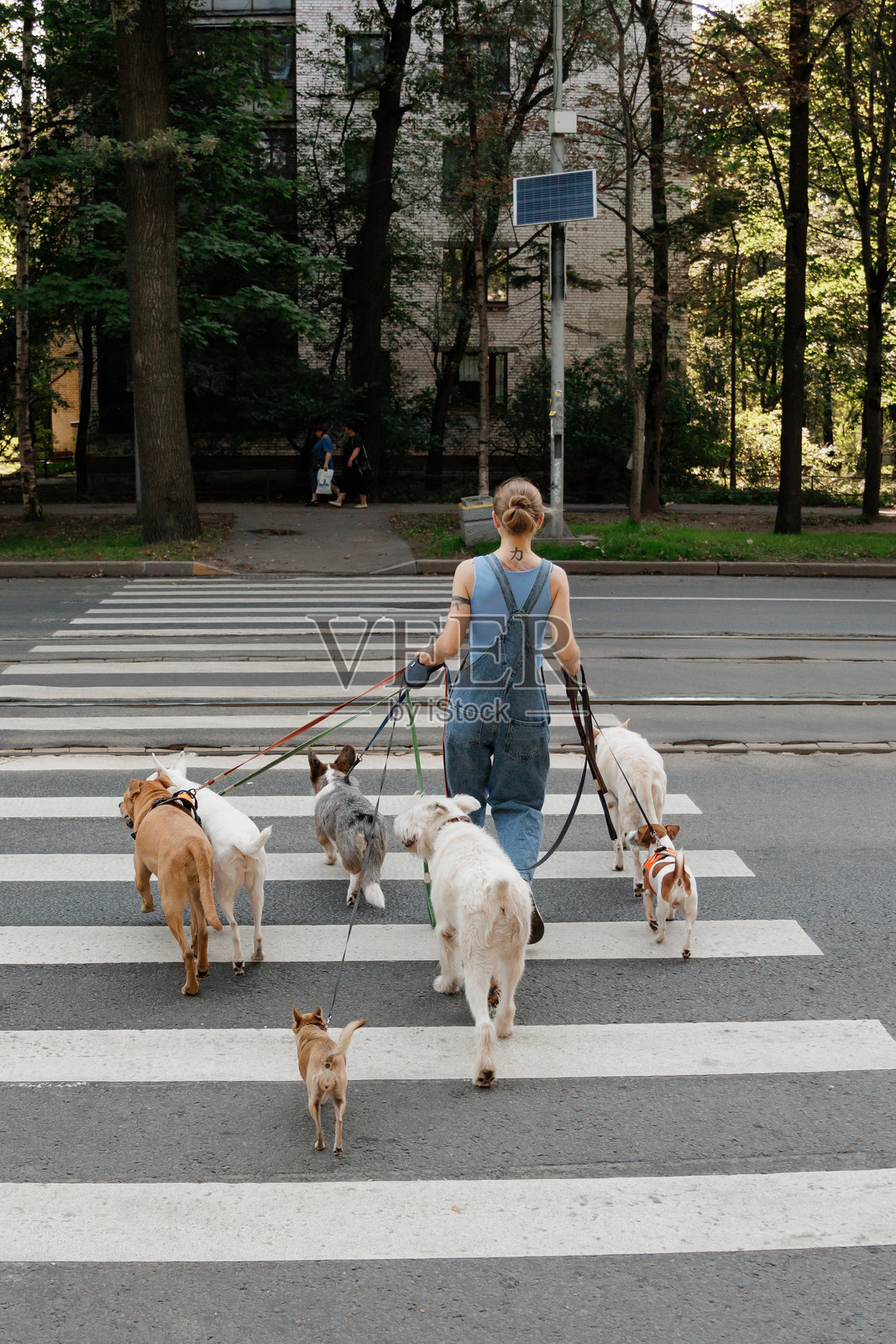 年轻女性遛狗者在行人过马路时与狗一起散步。友谊和宠物的概念。照片摄影图片
