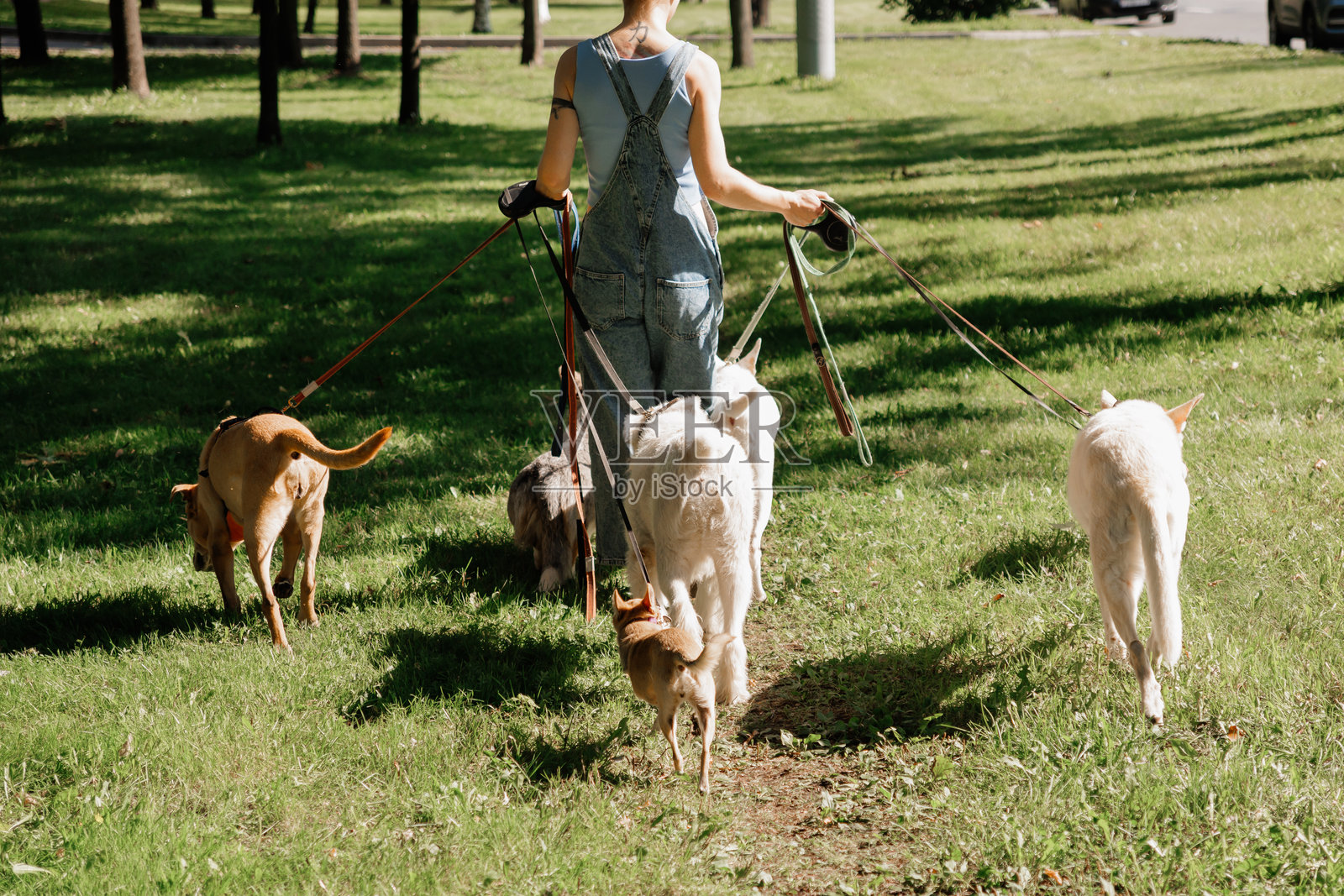 年轻女性遛狗者在公园的草坪上与狗散步。友谊、宠物、休闲的概念。照片摄影图片