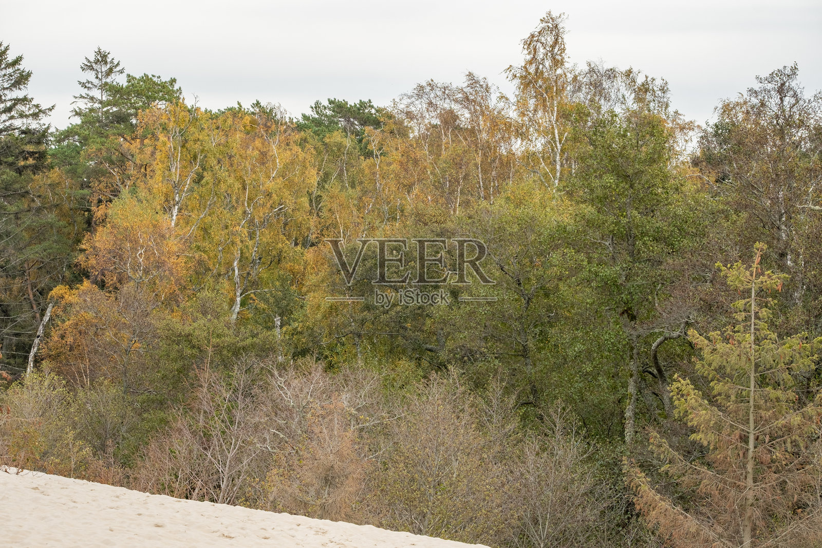 古老的秘密：斯沃伊尼基的神秘沙丘森林照片摄影图片