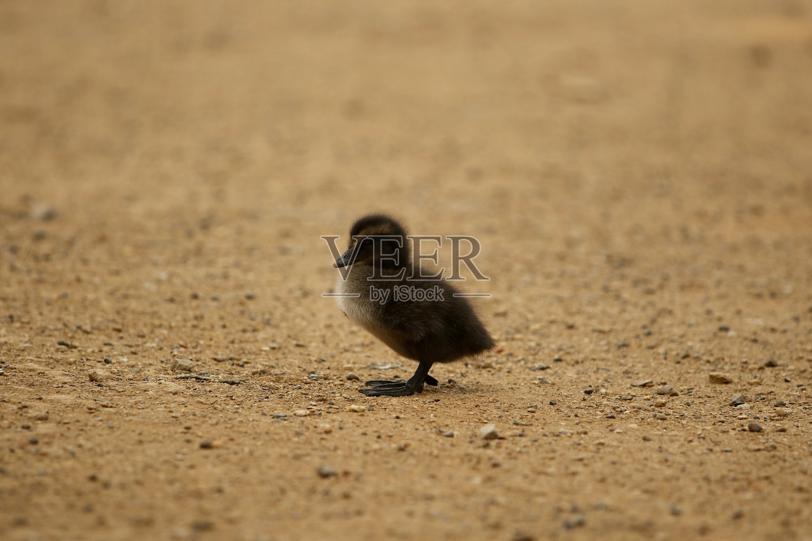 小鸭子在黄色沙地上照片摄影图片