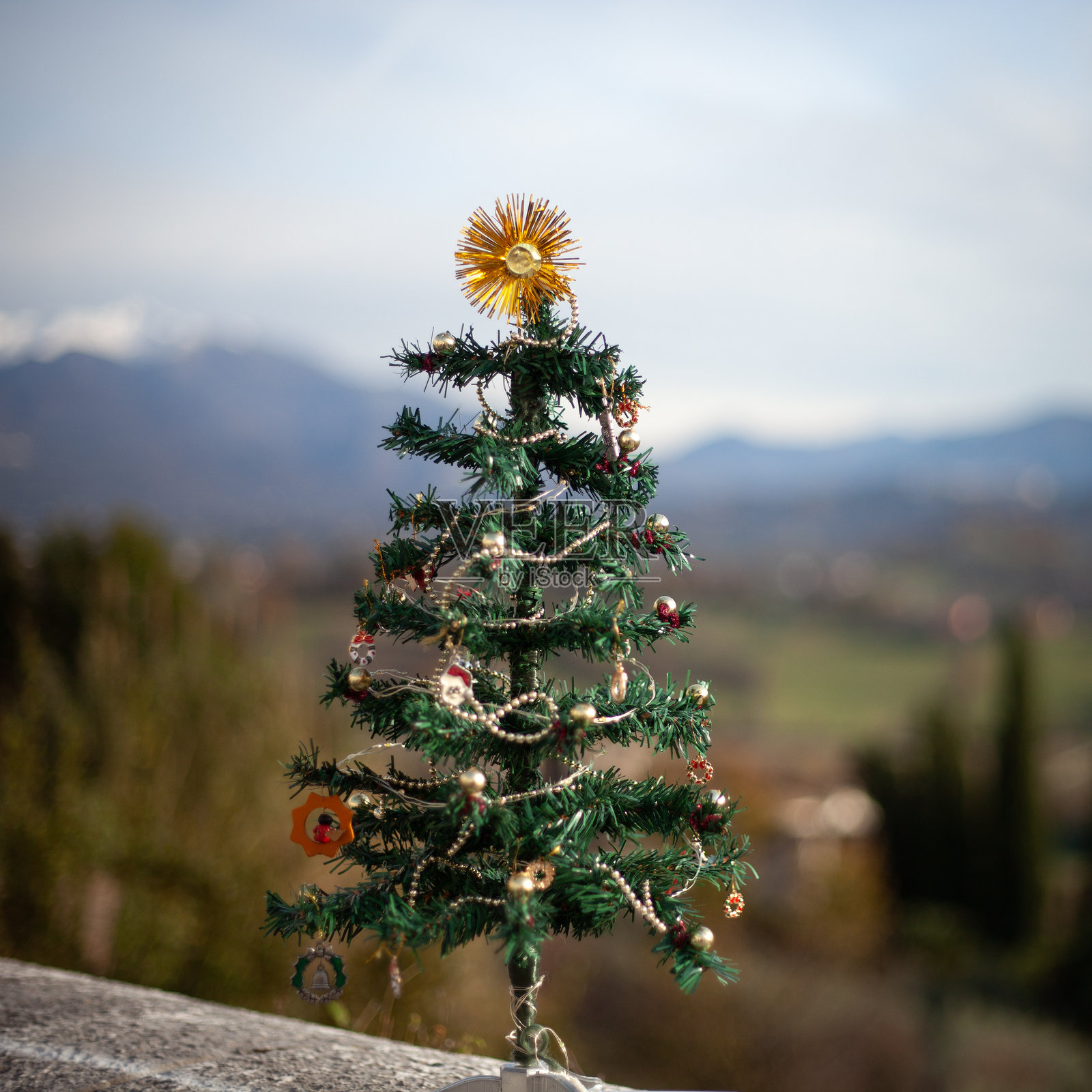 小圣诞树在户外照片摄影图片