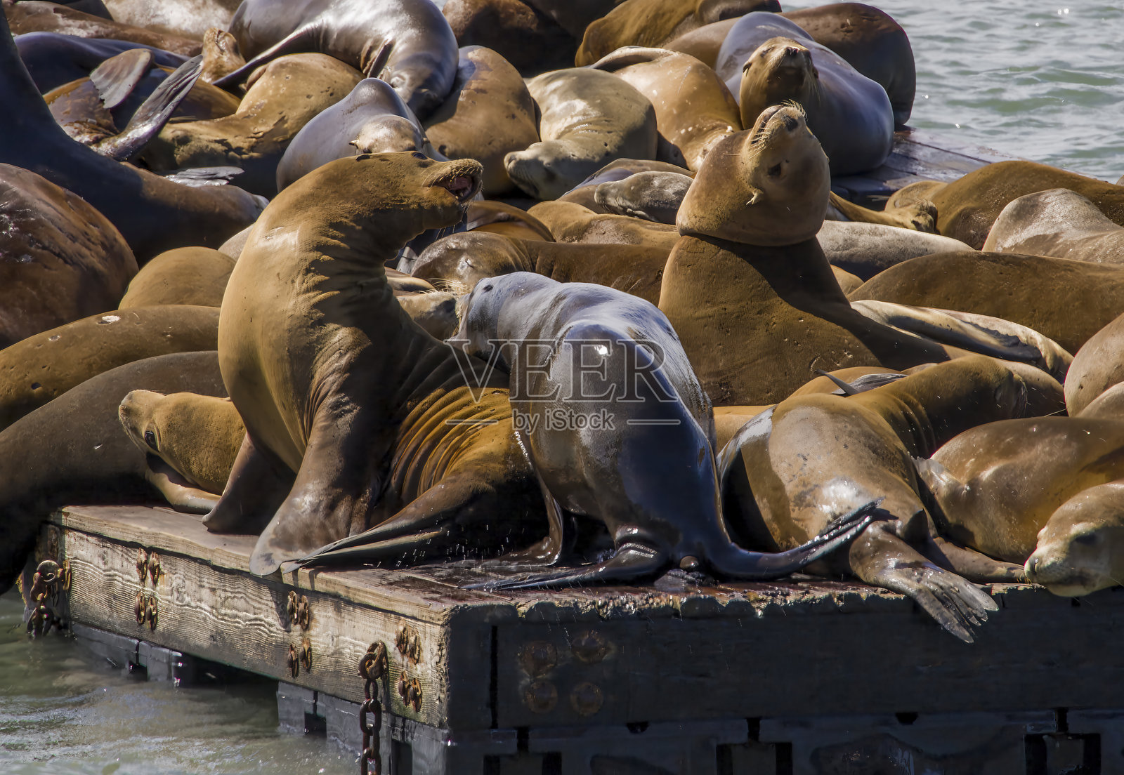 渔人码头的海狮照片摄影图片