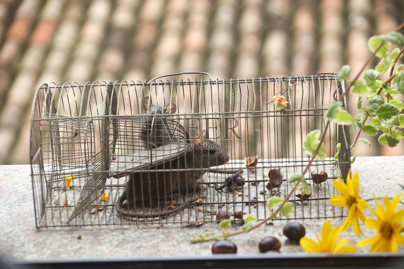 两只灰色老鼠在旧笼子里，旁边是一堆栗子。照片摄影图片