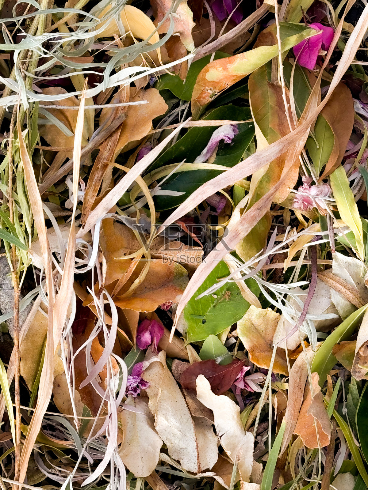 秋天的树叶和植物照片摄影图片